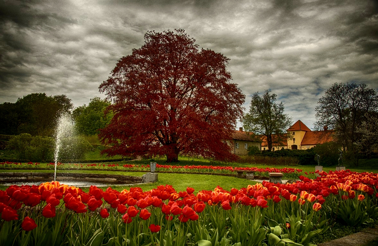 Red Flowers