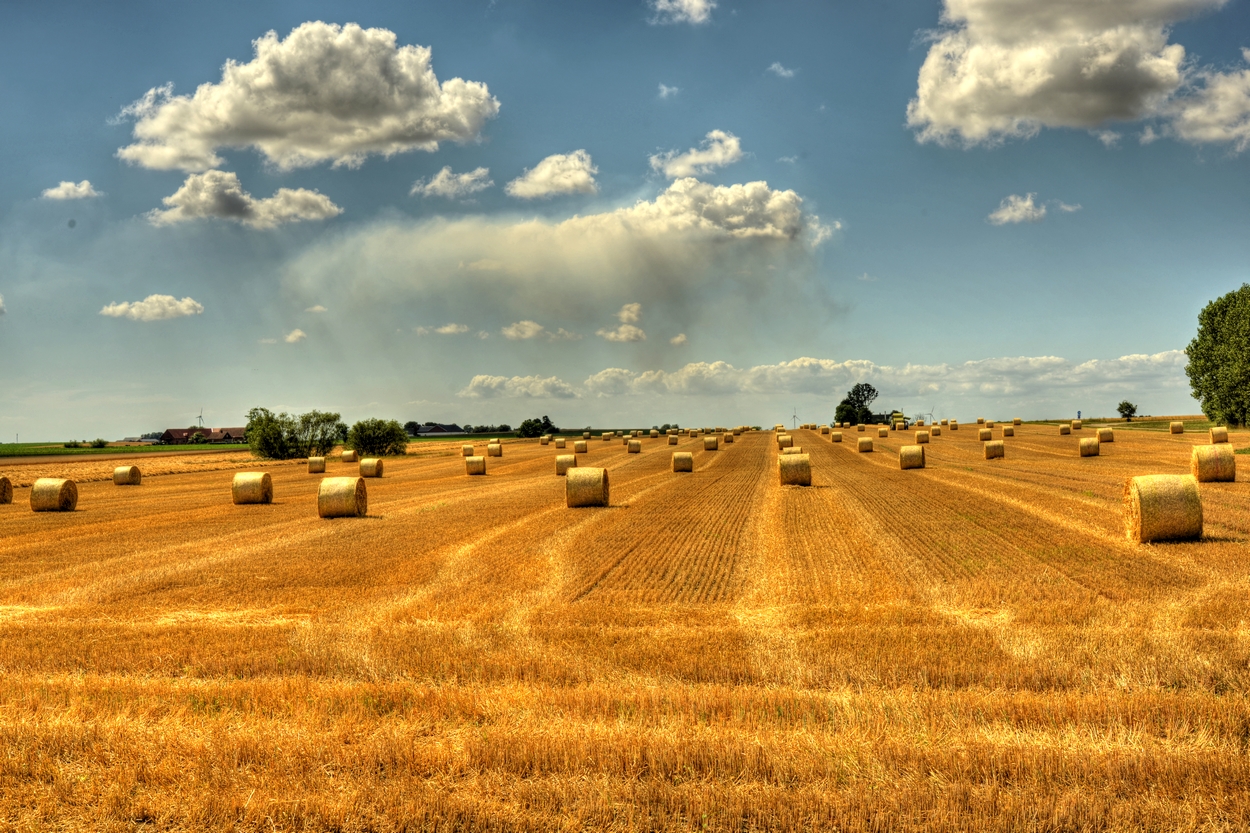Field