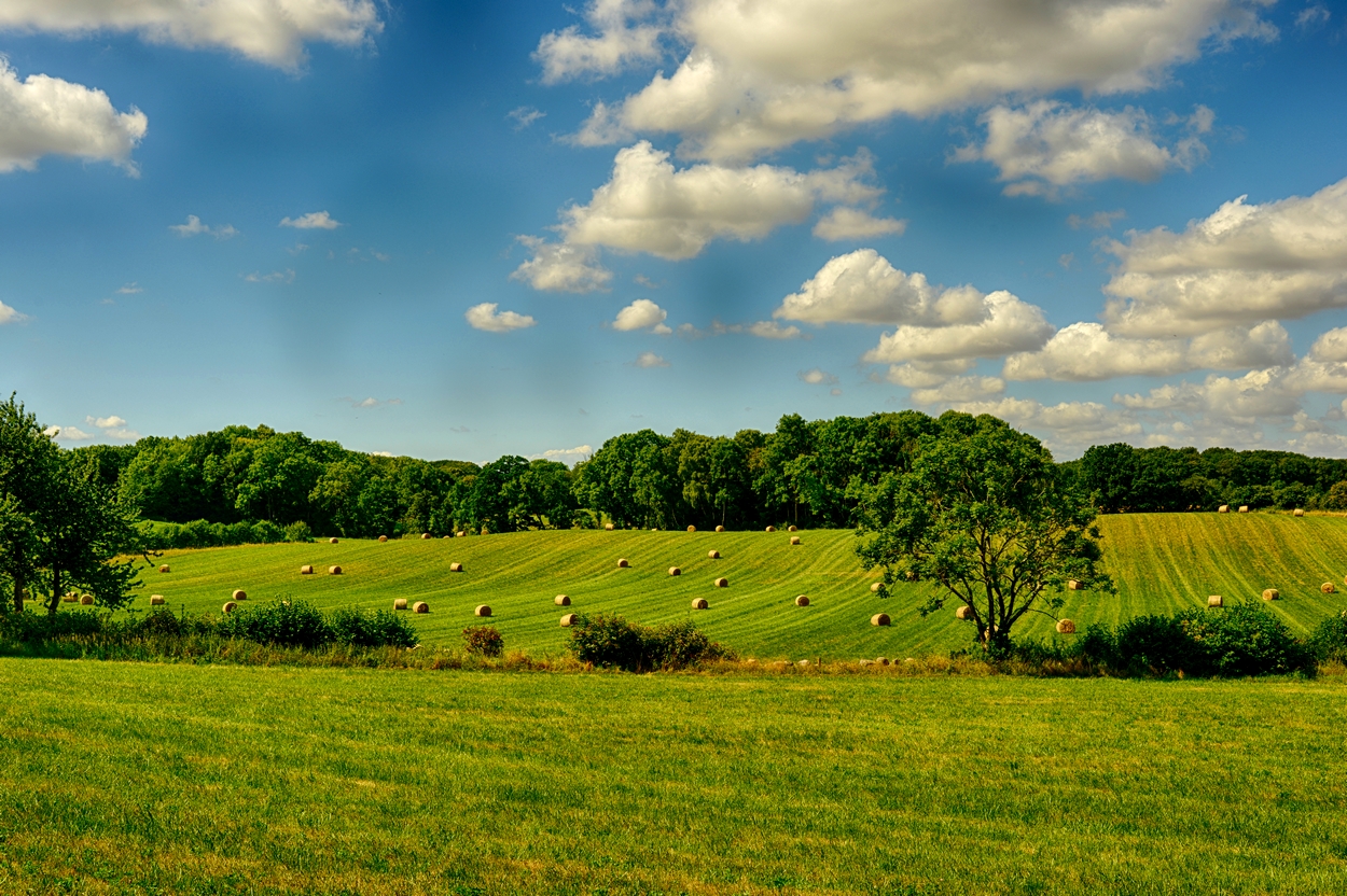 Field