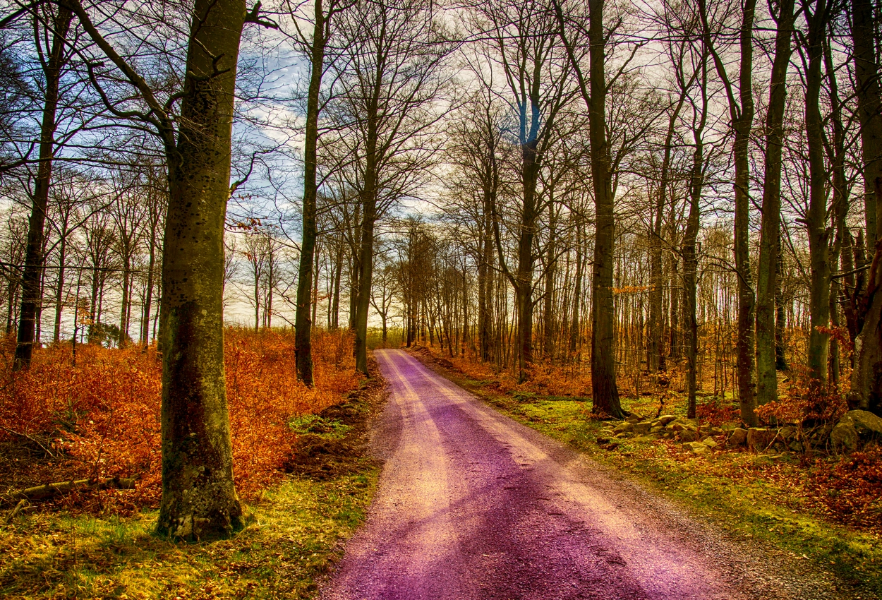 Strange Forest